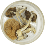 African Cubensis (Panaeolus africanus) | Micro Zoomiez Canada