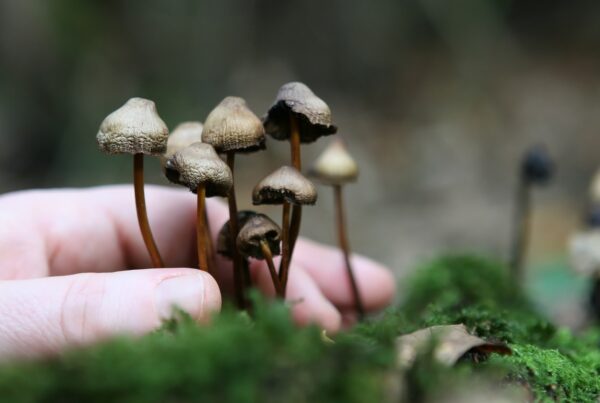Guide to Magic Mushrooms