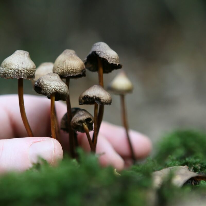 Guide to Magic Mushrooms | Micro Zoomiez Canada