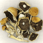 Penis Envy Cubensis | Micro Zoomiez Canada