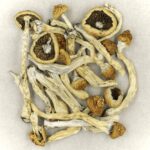 Texas Yellow Cap | Micro Zoomiez Canada