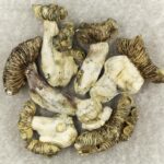 White Burma | Micro Zoomiez Canada