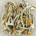 Amazonian Cubensis | Micro Zoomiez Canada