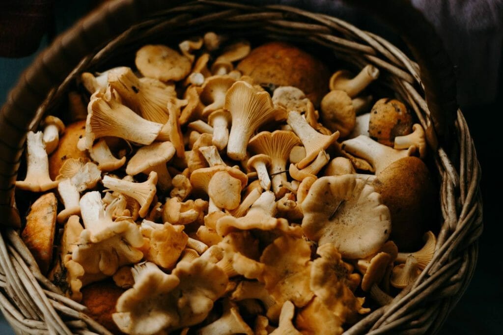 How to Store Shrooms Properly Buy shrooms online Micro Zoomiez Canada