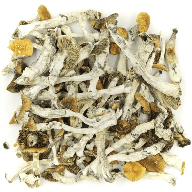What are the Best Shrooms Online? Mush Golden Teacher at Micro Zoomiez Canada