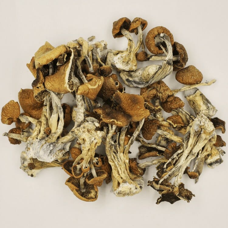 A New Trend In Wellness Is Psilocybe Cubensis And Microdosing Psilocybe Cubensis at Micro Zoomiez Canada