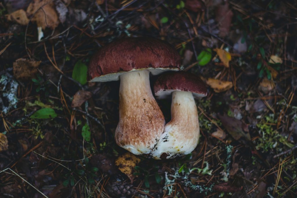 Amazonian Cubensis at Micro Zoomiez Canada