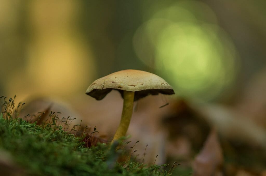 Sourcing High-Quality Magic Mushrooms psilocybe cubensis at Micro Zoomiez Canada