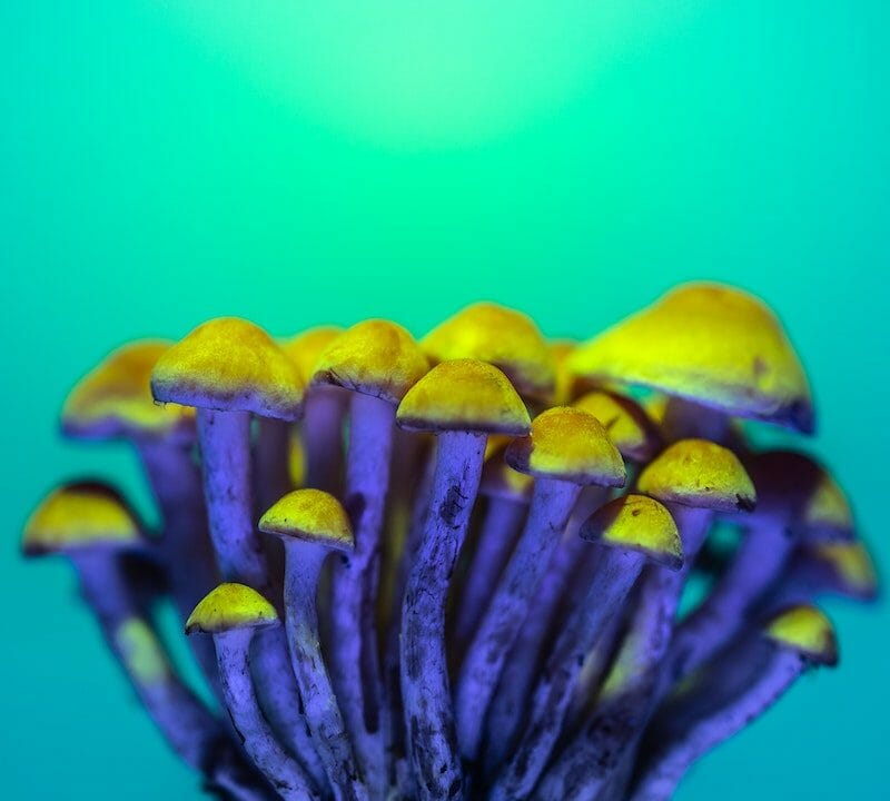 LSD Edibles | Micro Zoomiez Canada