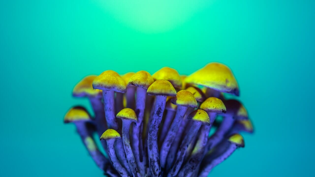 The Chemistry of Psychedelics: Exploring the Potential of LSD-infused Edibles