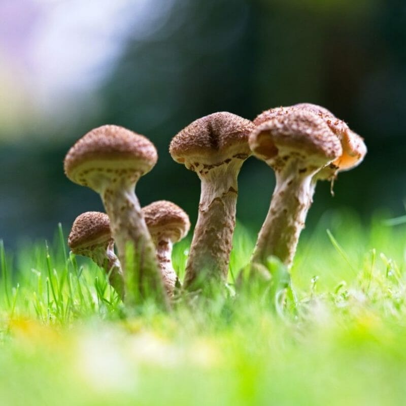 Mushroom Dispensary | Micro Zoomiez Canada