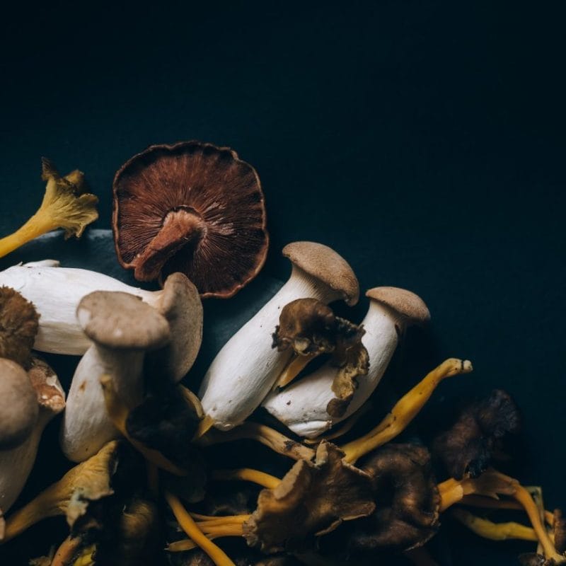 Dried Shrooms | Micro Zoomiez Canada