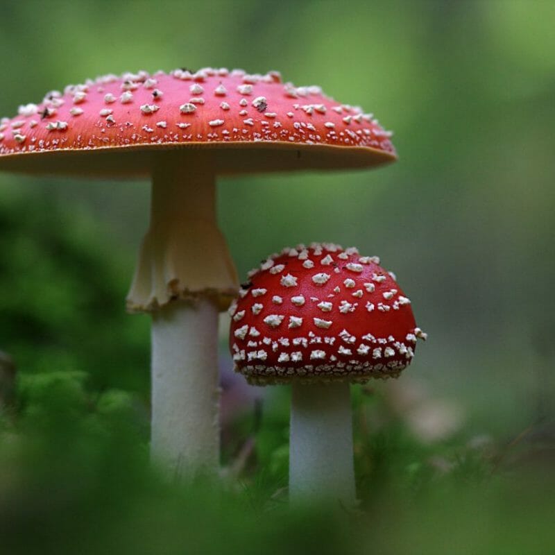 Magic Mushrooms Canada | Micro Zoomiez Canada