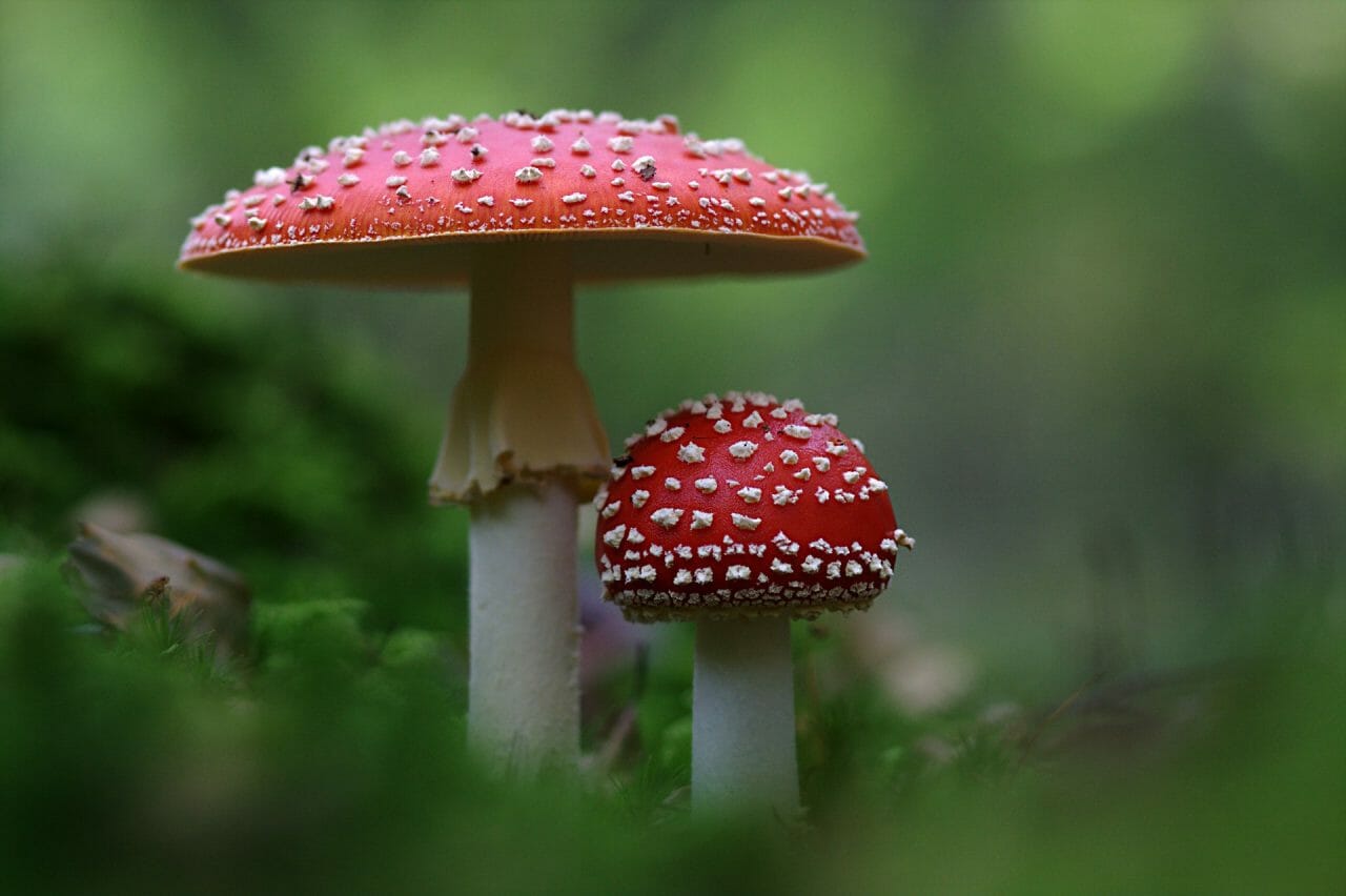 The Emergence of Magic Mushrooms in Canada: Premier Varieties to Explore