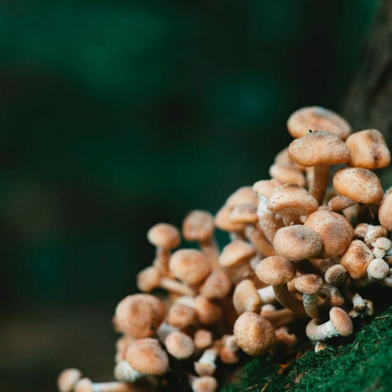 Mushroom Dispensary - Zoomies | Micro Zoomiez Canada