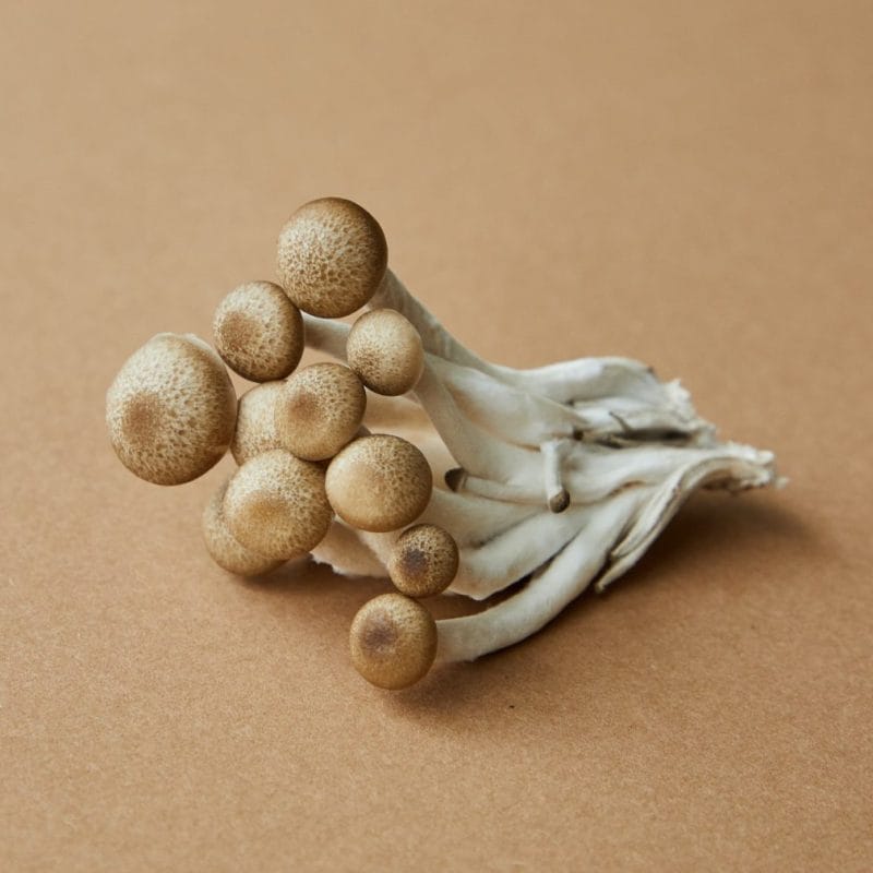 strongest mushroom strain | Micro Zoomiez Canada