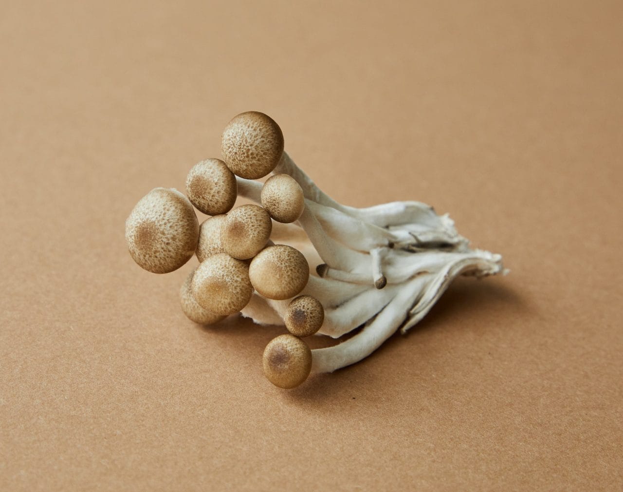 Delving Deeper: An In-Depth Analysis of the Most Potent Mushroom Strain, Penis Envy