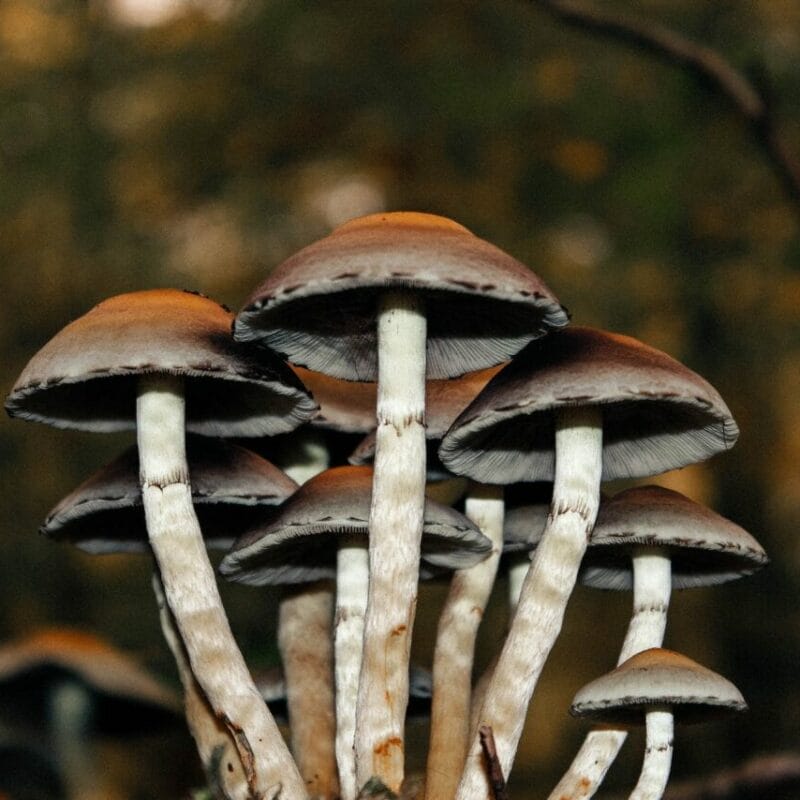 Microdose Mushrooms | Micro Zoomiez Canada