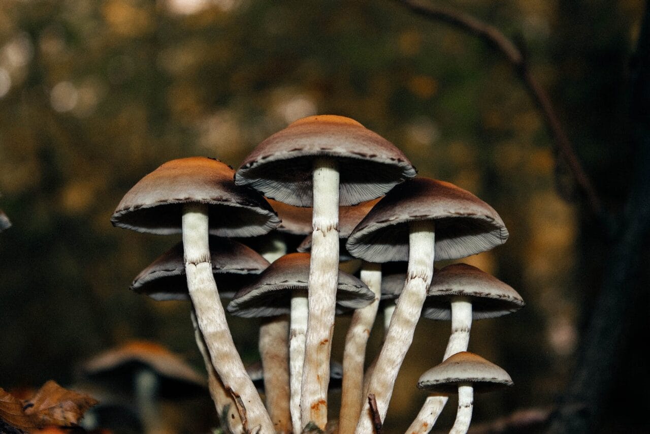 A Series of Case Studies on the Use of Microdose Mushrooms for Alleviating Chronic Pain