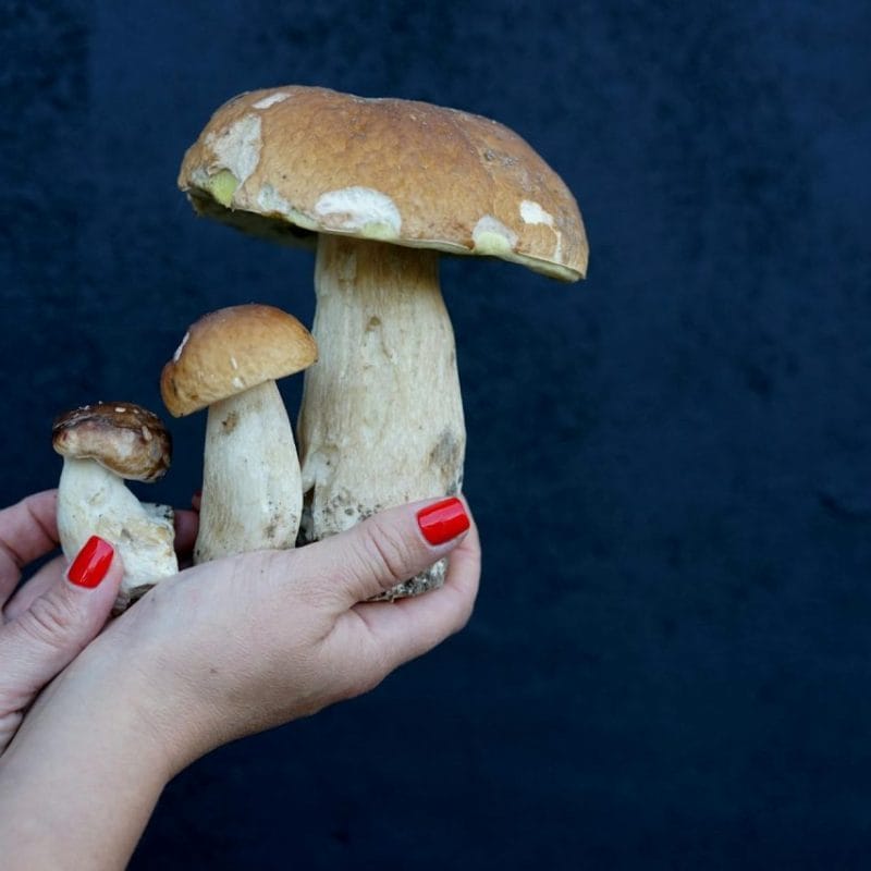 Shrooms Online | Micro Zoomiez Canada
