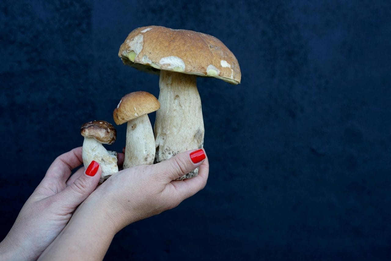 Five Highly Recommended Mushrooms in My Vicinity