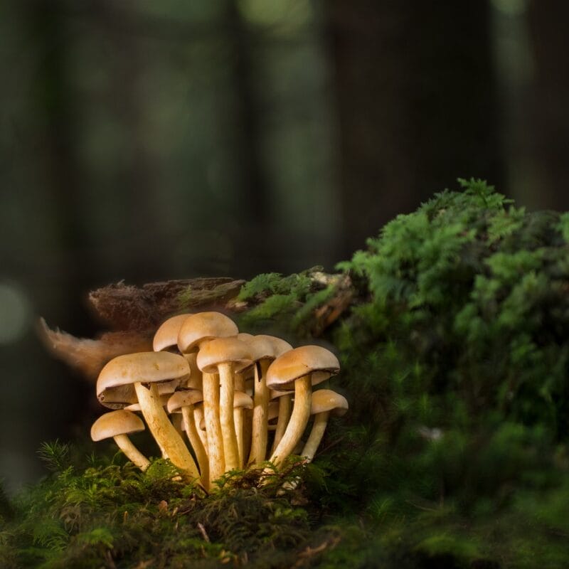 Buy Shrooms Online and Discover the Sweetest Shroom Options | Micro Zoomiez Canada