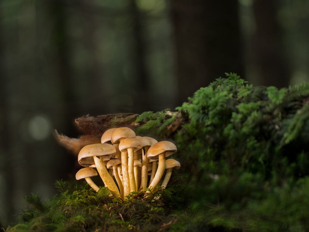 Purchase Mushrooms Online and Explore the Most Delicious Mushroom Varieties