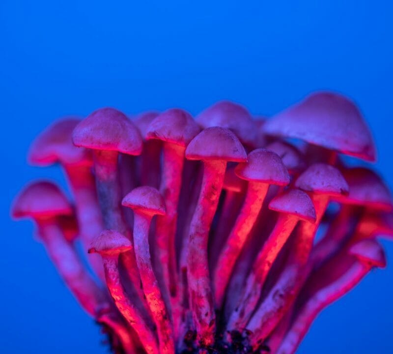 Shrooms Delivery in Canada | Micro Zoomiez Canada