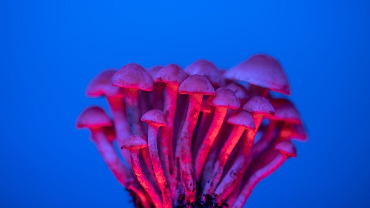 Delivering Shrooms for Enhanced Cognition: A Look at the Advantages of Nootropics