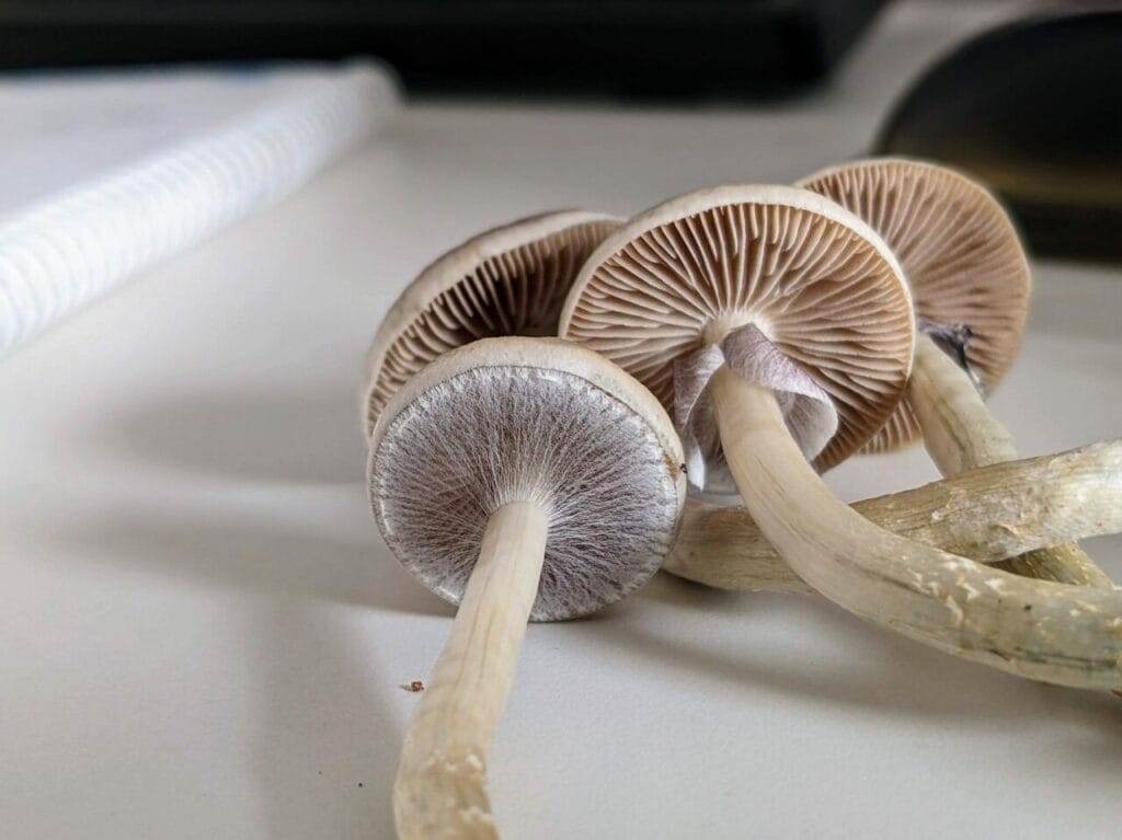 Magic Mushrooms at Micro Zoomiez Canada