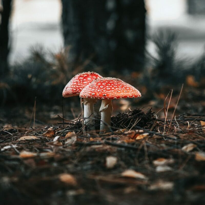 Shroom online delivery at Zoomies Canada | Micro Zoomiez Canada