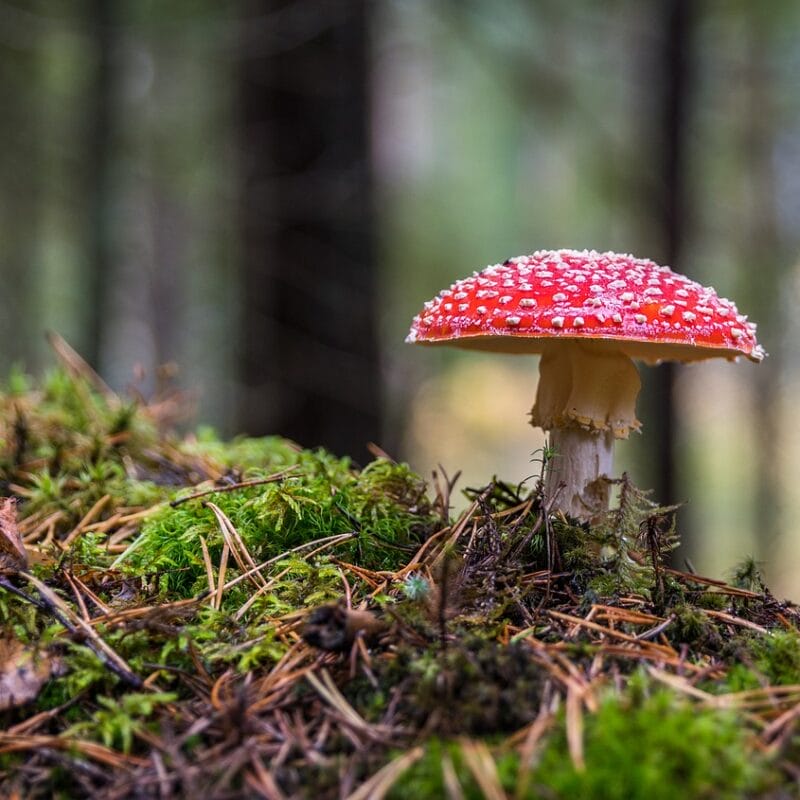 Shrooms Online in Canada | Micro Zoomiez Canada