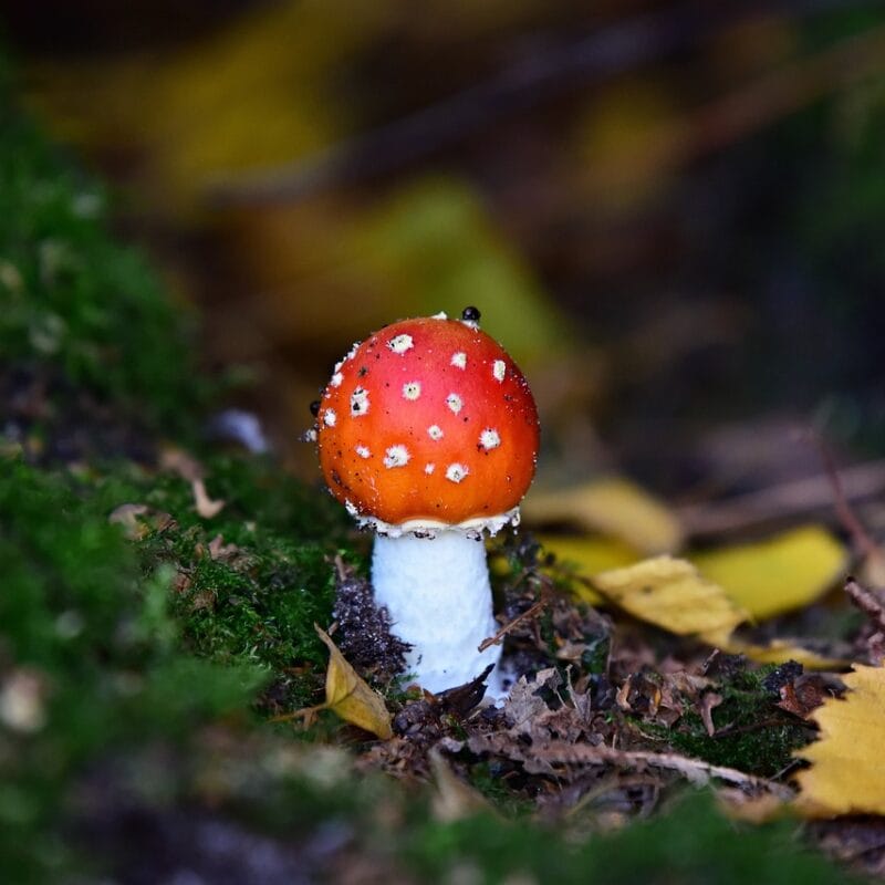 buy LSD online in Canada | Micro Zoomiez Canada