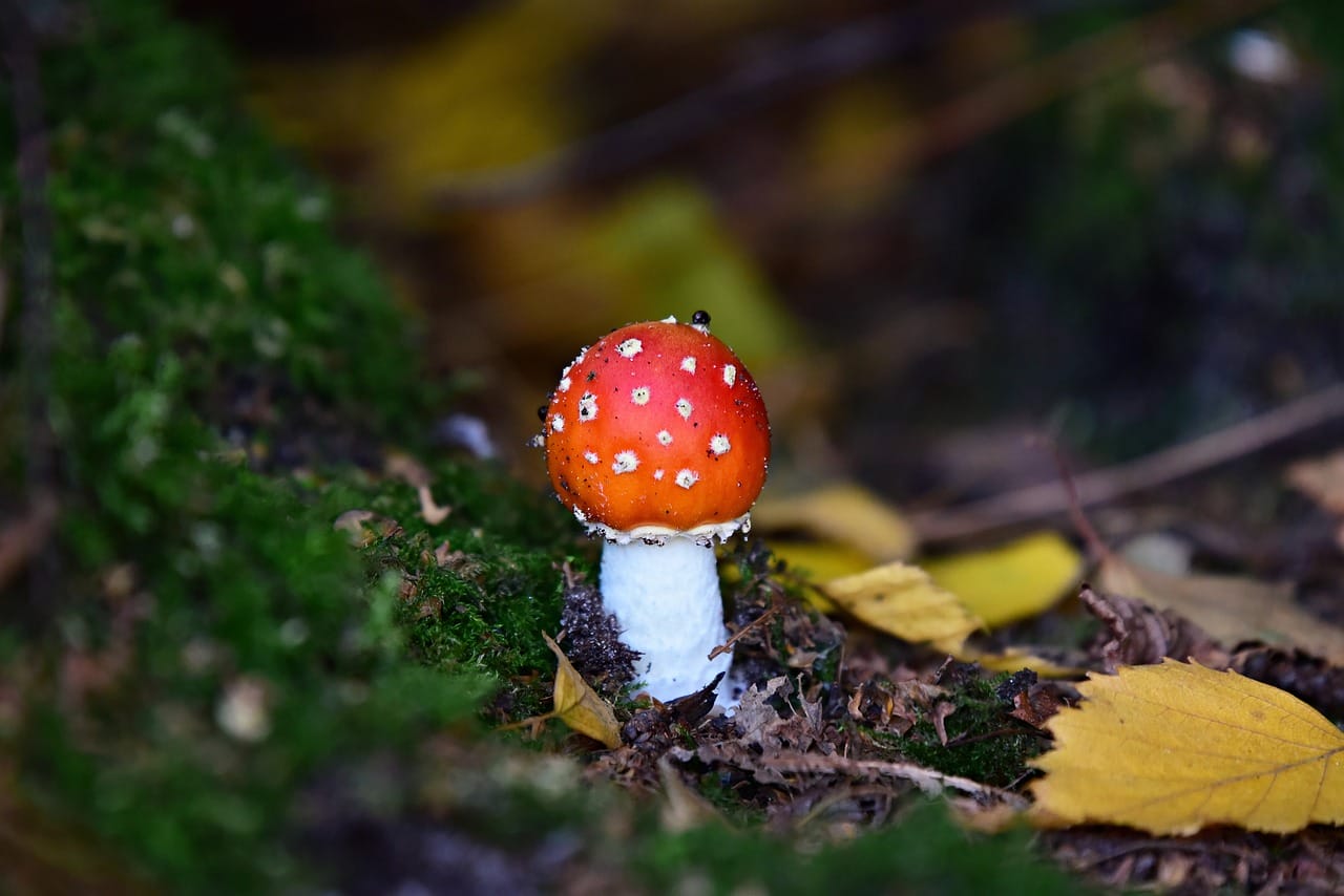 Could LSD Enhance Happiness? Expert Perspectives
