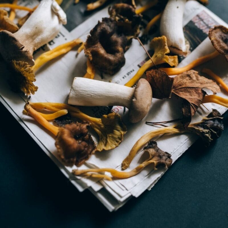 Mushroom chocolate at Zoomies Canada | Micro Zoomiez Canada