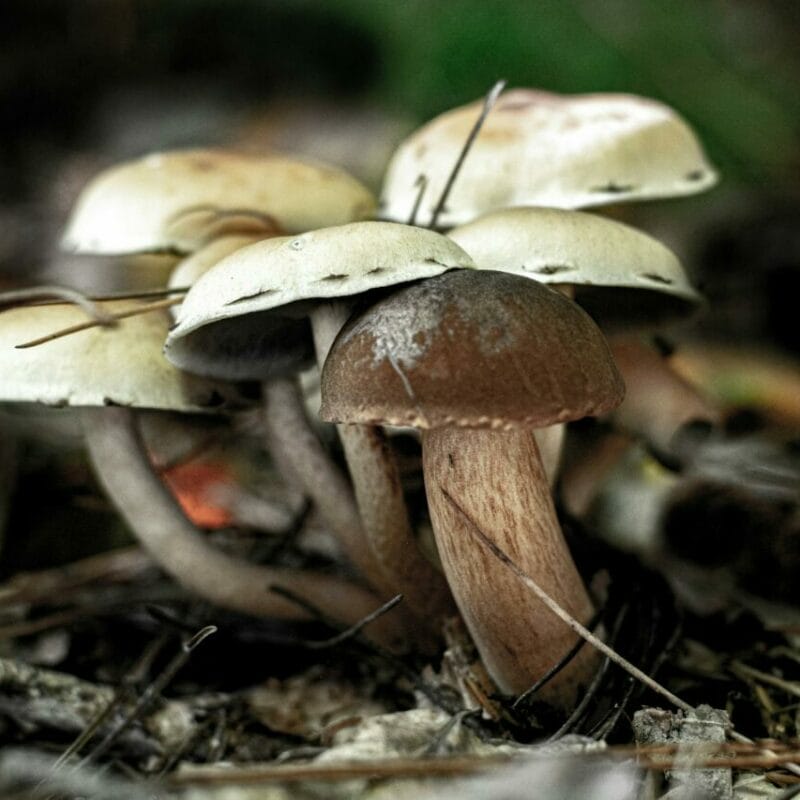 psilocybin mushroom | Micro Zoomiez Canada