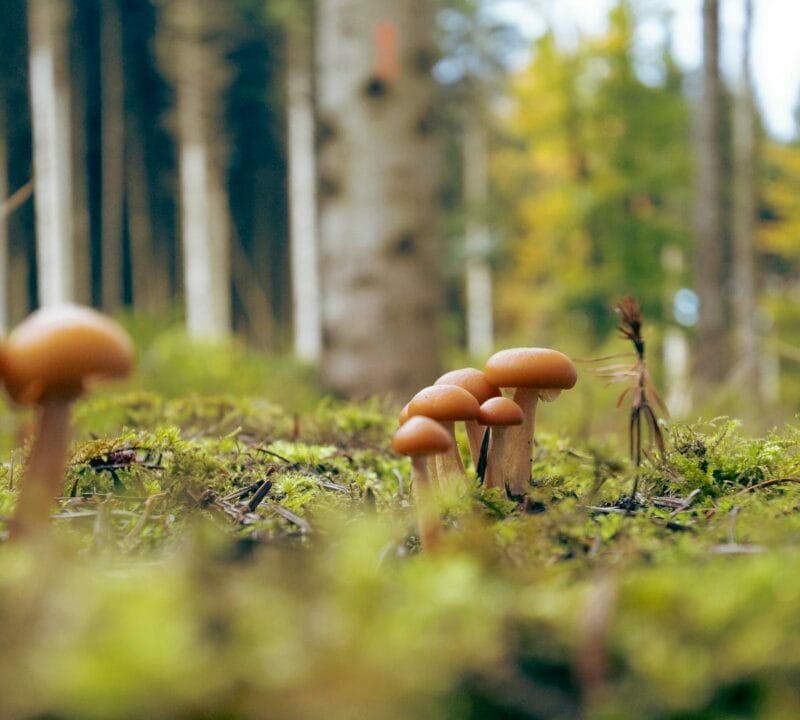 Magic Mushroom Dispensary | Micro Zoomiez Canada