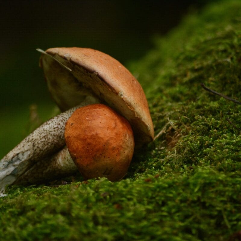 Mushroom Dispensary Vancouver | Micro Zoomiez Canada