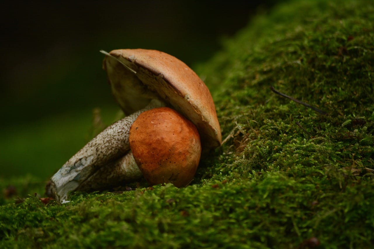 Vancouver Mushroom Dispensary: Five Fresh Mushroom Strains Worth Experiencing