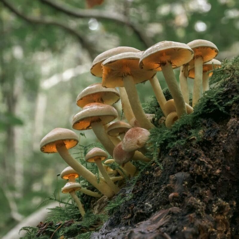 Shrooms online | Micro Zoomiez Canada