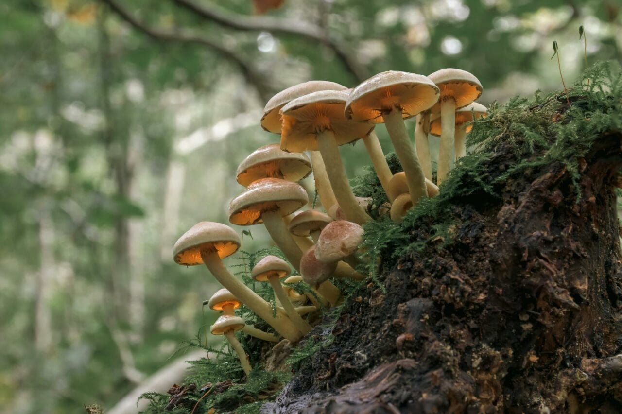 Psilocybin, Found in Magic Mushrooms, Enhances Sexual Performance and Gratification