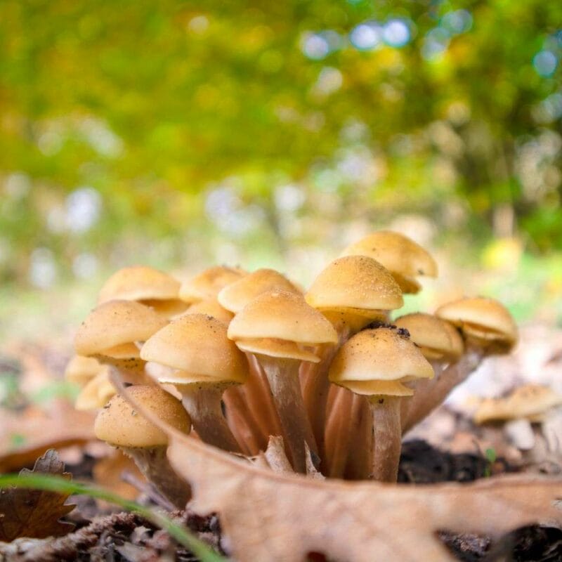 Shrooms Canada | Micro Zoomiez Canada