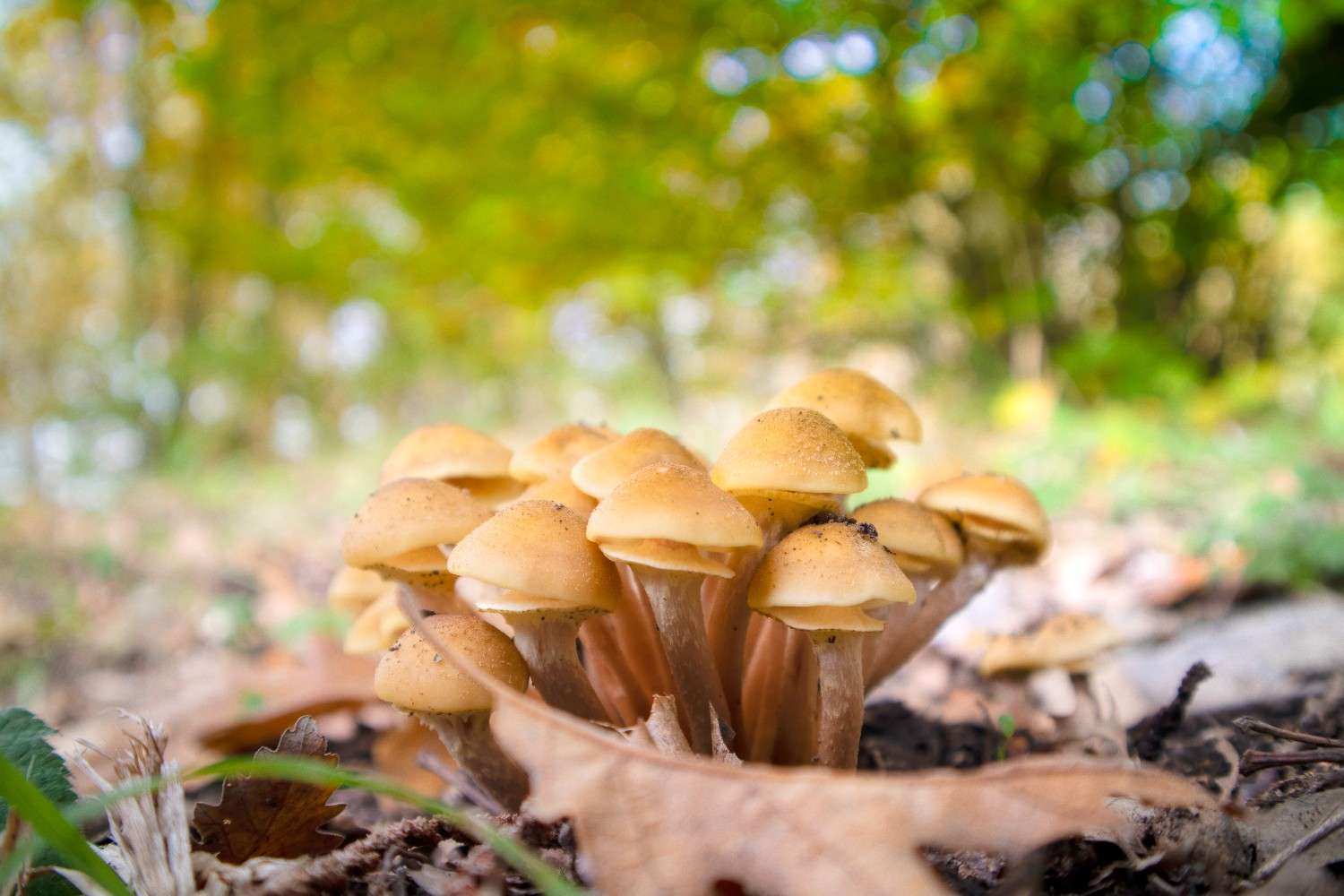 Psilocybin Mushrooms Expand Beyond Canadian Borders – Microdosing Emerges as a Worldwide Trend