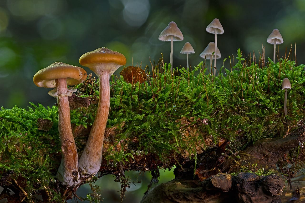 Four out of Five Canadians Advocate for the Use of Psychedelic Mushrooms in Alleviating Existential Anxiety