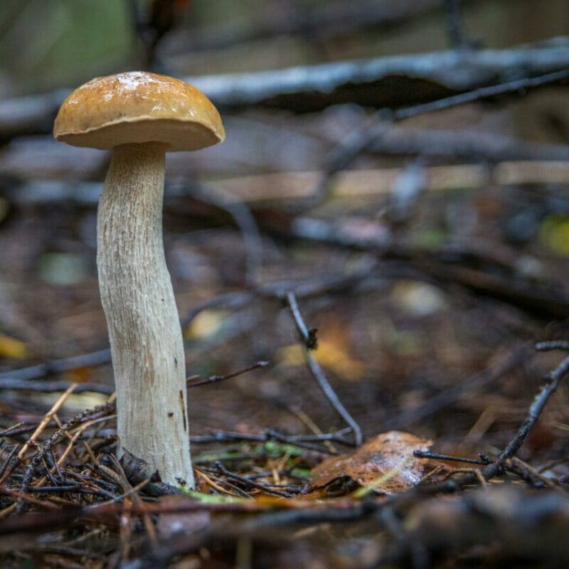 Shrooms online | Micro Zoomiez Canada