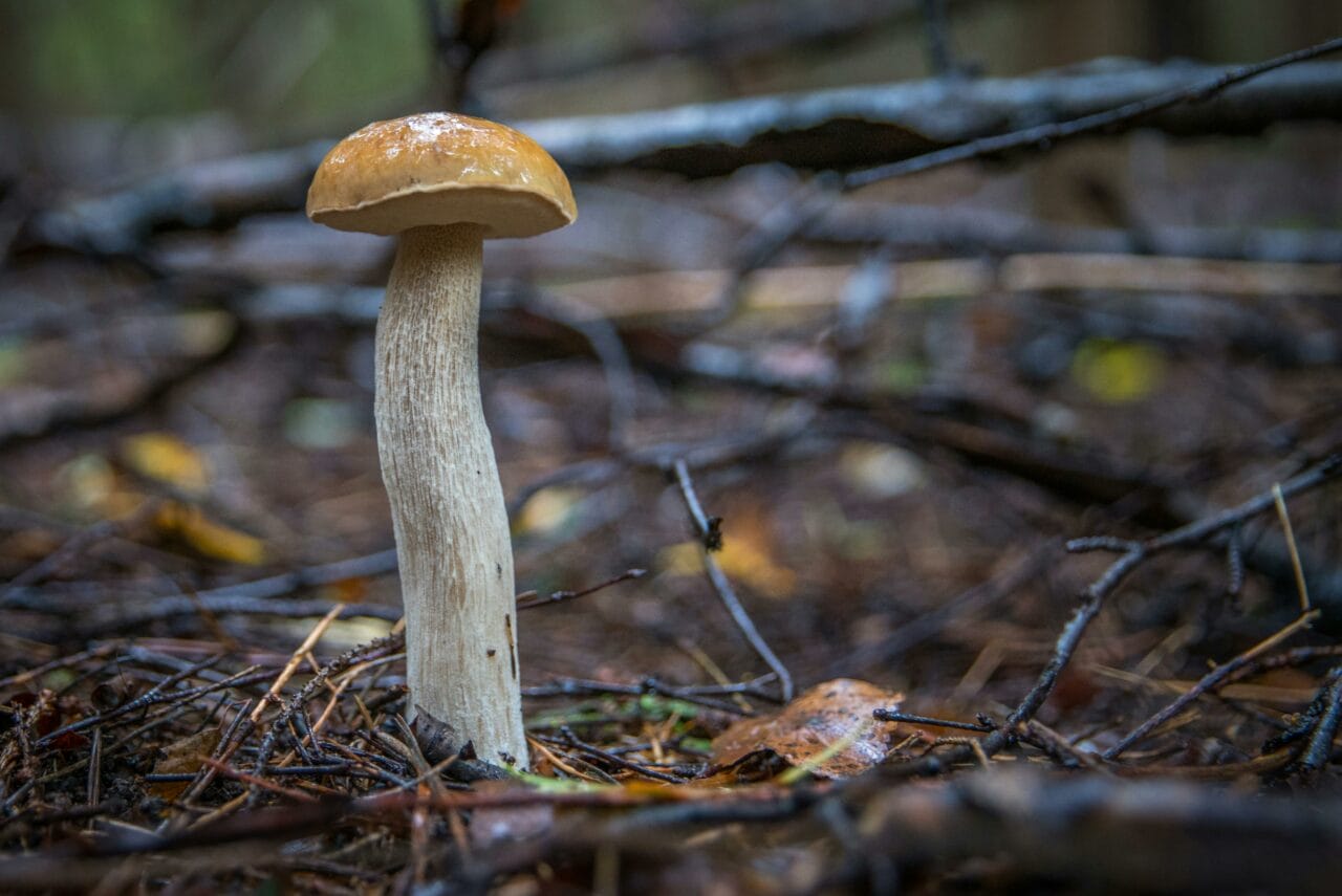 Recent Studies on Psychedelic Mushrooms Indicate Prolonged Brain Alterations Could Benefit Mental Wellbeing