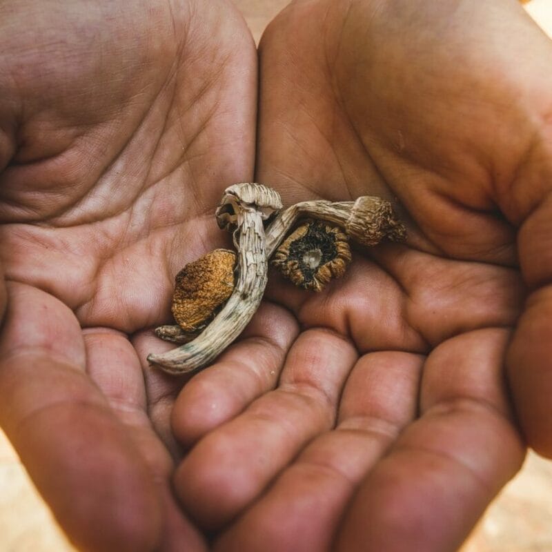 dried shrooms | Micro Zoomiez Canada