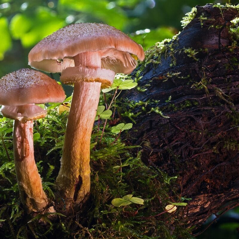magic mushroom delivery | Micro Zoomiez Canada