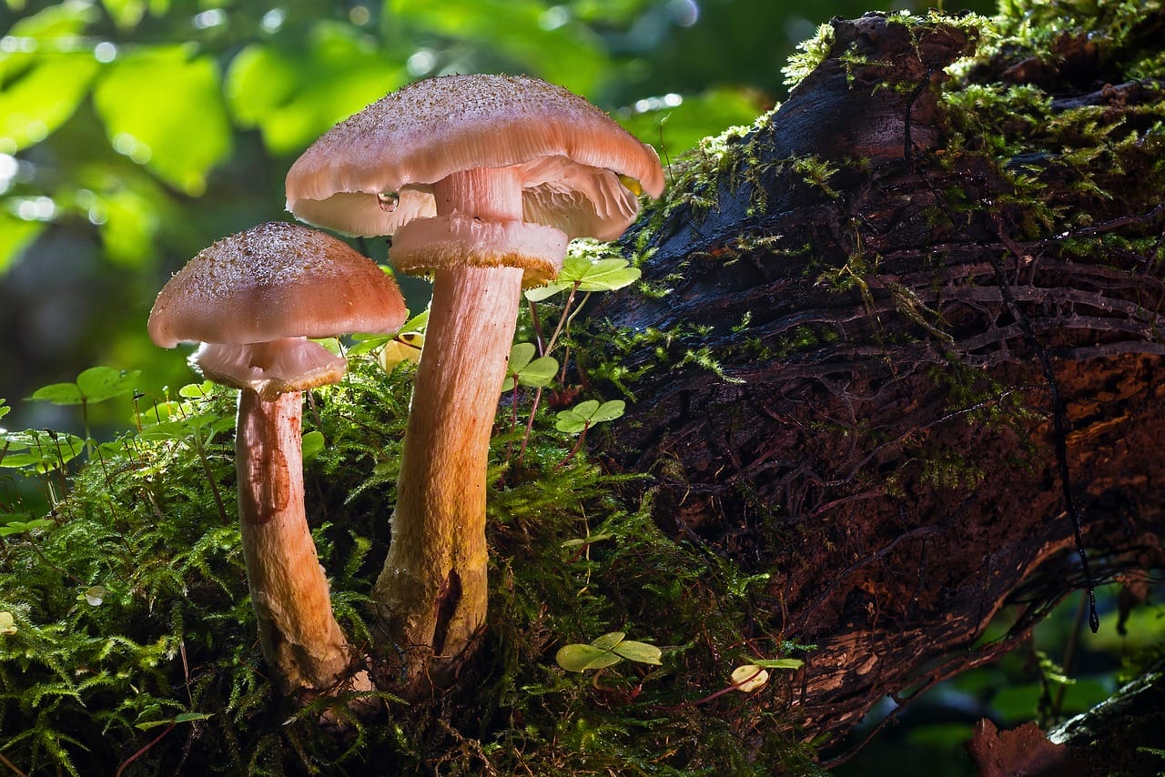Magic Mushrooms’ Psychedelic Influence – A Catalyst for Human Evolution?