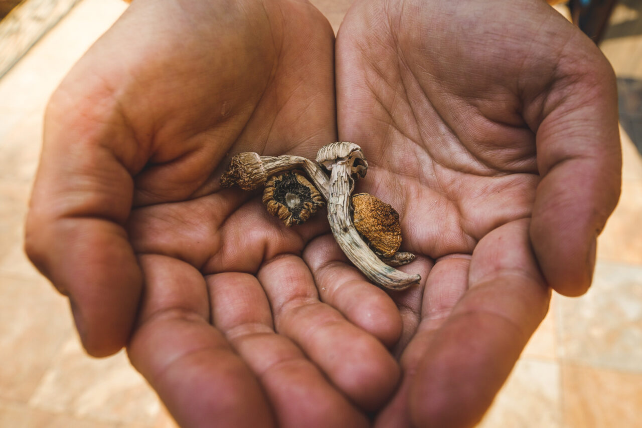 Dried Shroomies